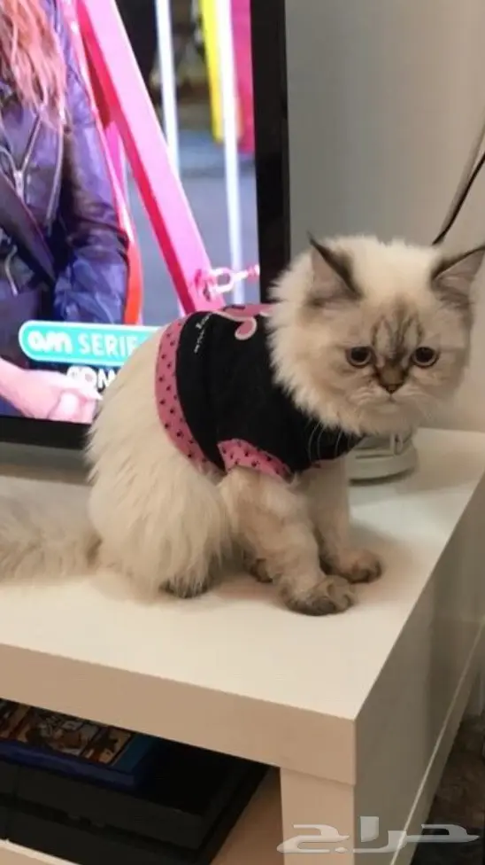 قطه هملايا للبيع 