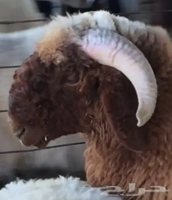 جذع نعيم صنف للبيع (image 1)