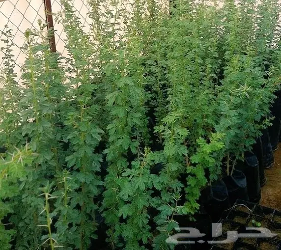 للبيع شتلات اشجار بريه - الرياض  (image 1)