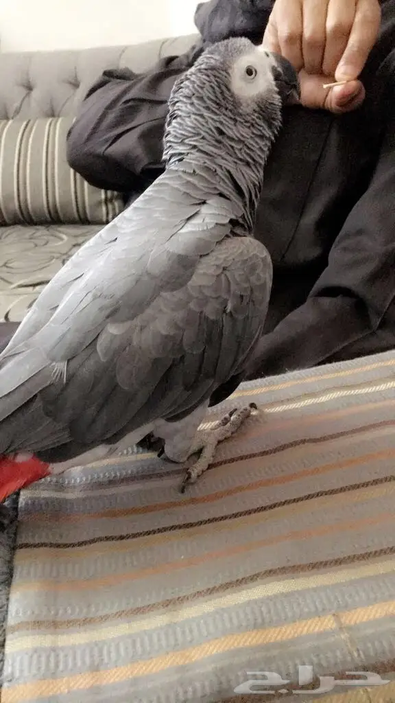 ببغاء هولندي للبيع  (image 1)