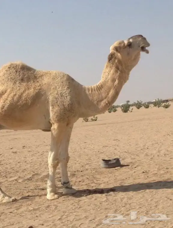 فحل مغتر للبيع