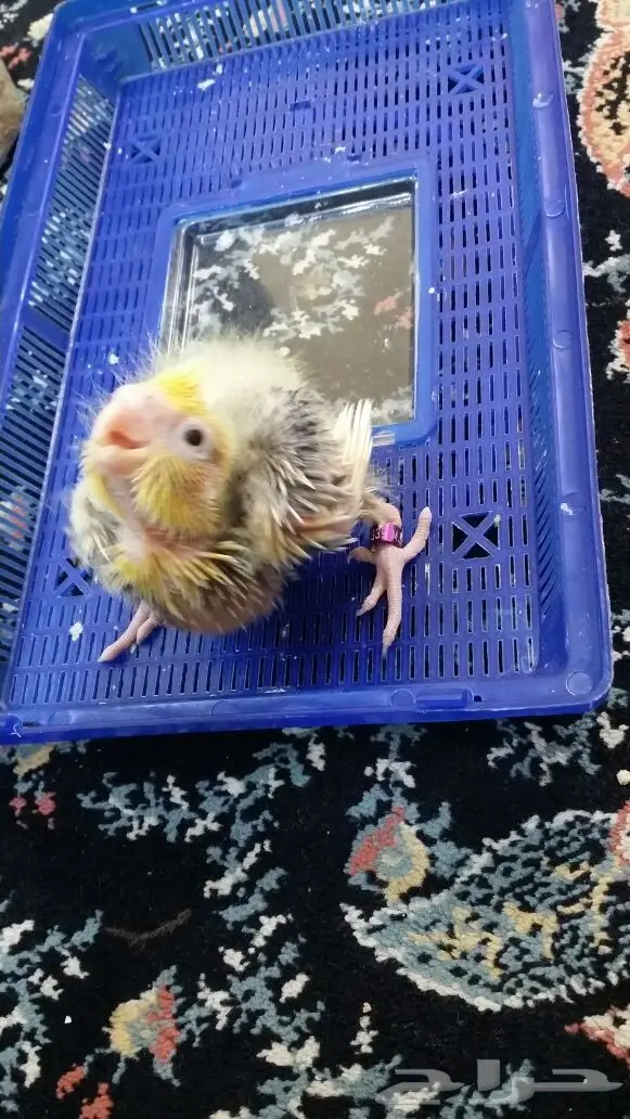 فرخ كروان محجل للبيع (image 1)