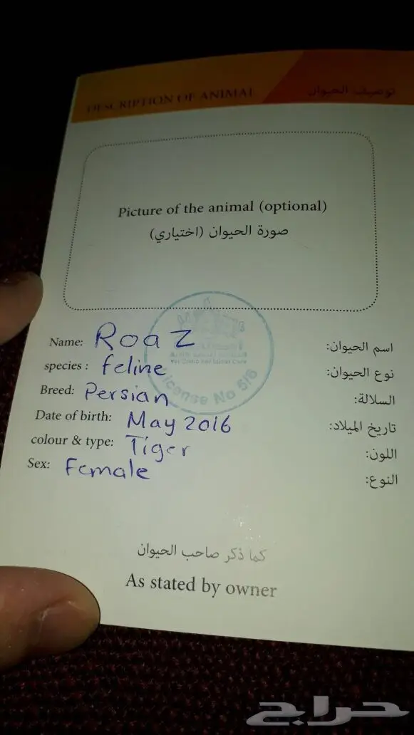 قطوه تايقر أنثى للبيع.  (image 5)