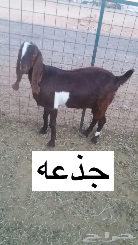 مشروكات دفيع للبيع