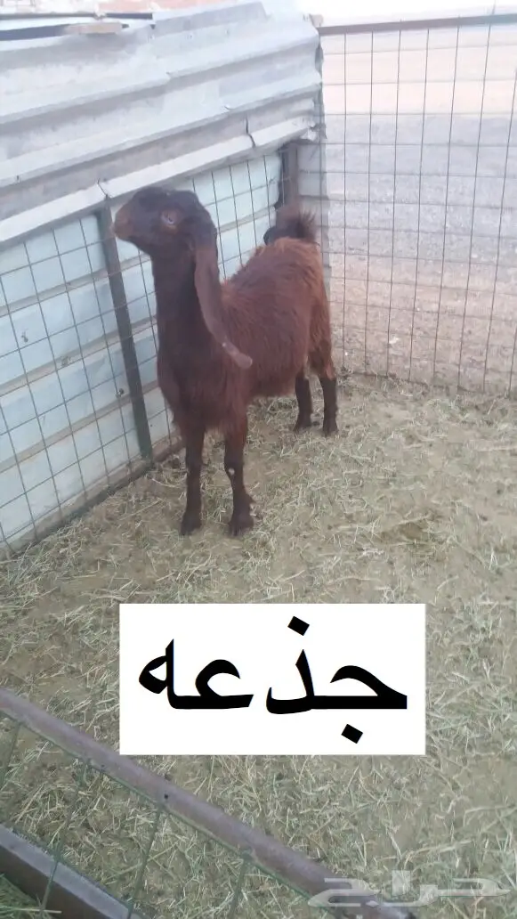 مشروكات دفيع للبيع (image 1)