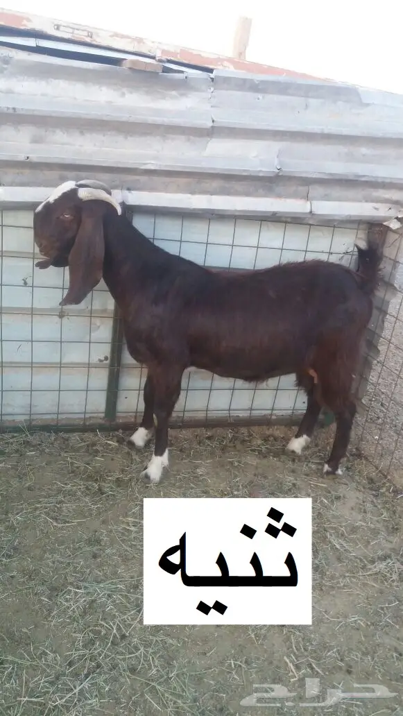 مشروكات دفيع للبيع (image 2)