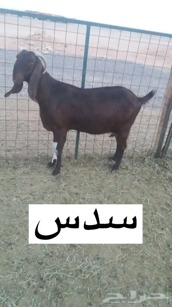 مشروكات دفيع للبيع (image 3)