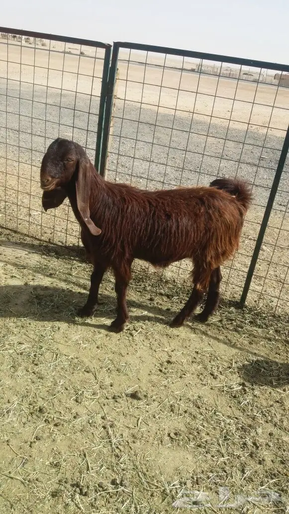 مشروكات دفيع للبيع (image 5)