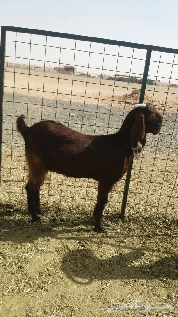 مشروكات دفيع للبيع (image 6)