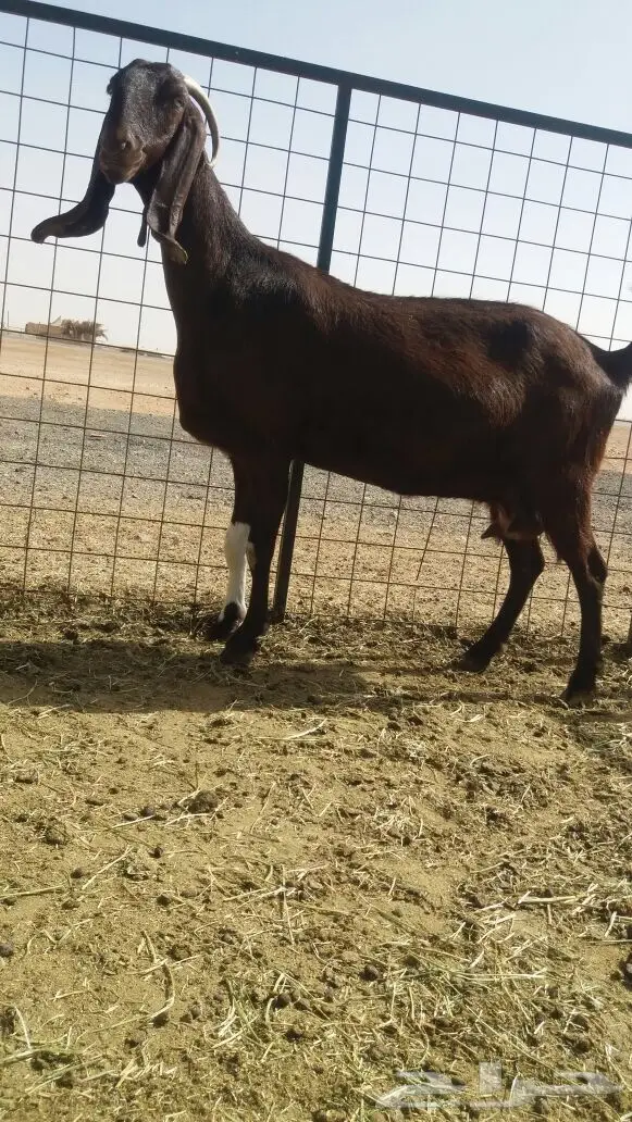 مشروكات دفيع للبيع (image 7)