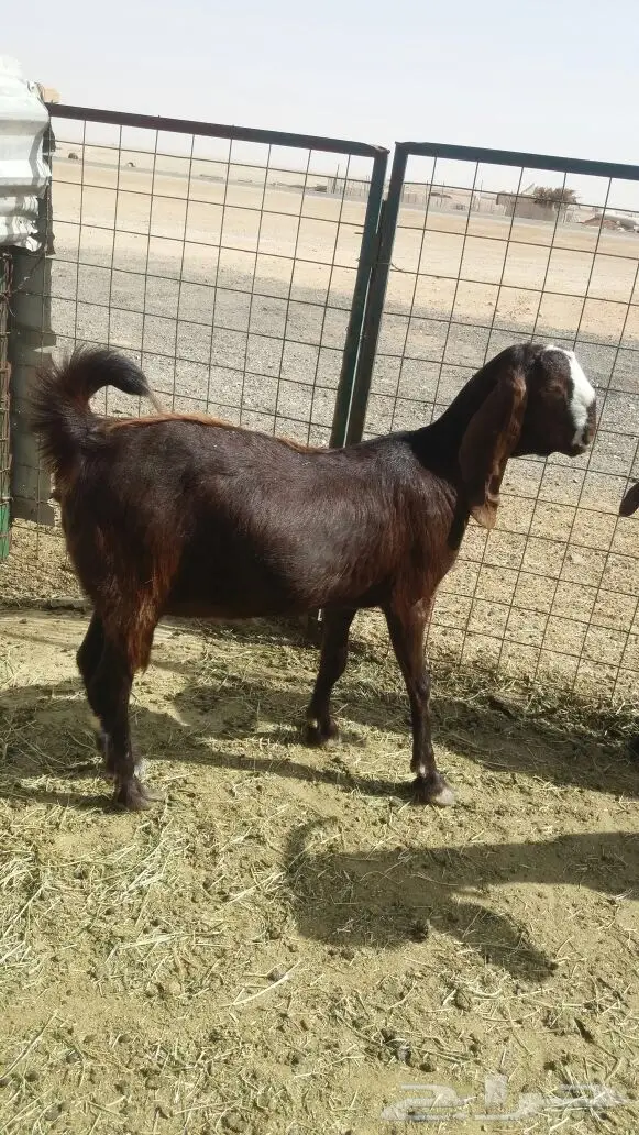 مشروكات دفيع للبيع (image 8)