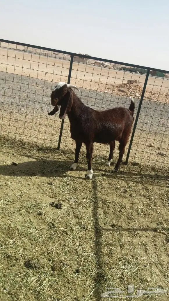 مشروكات دفيع للبيع (image 9)