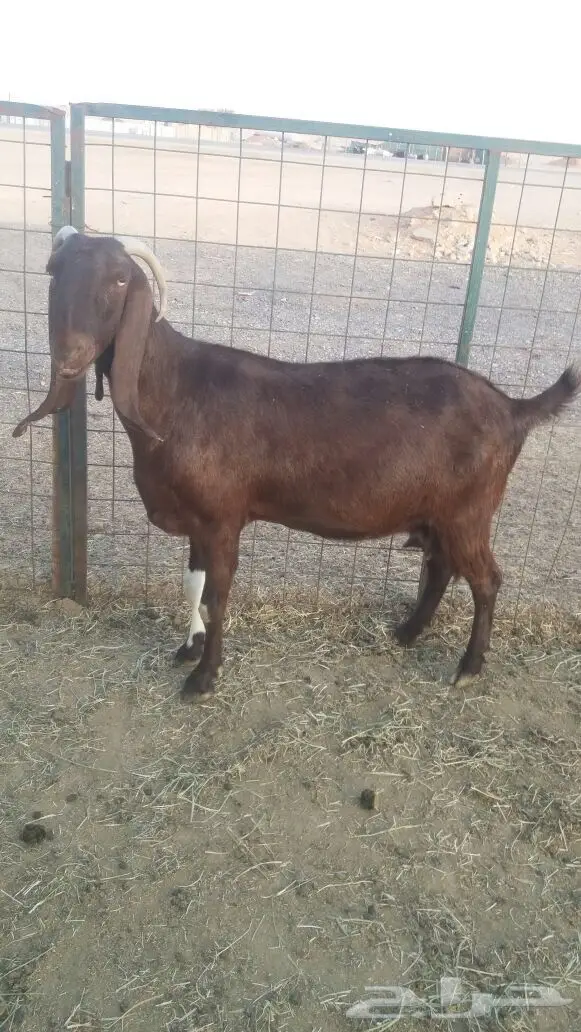 مشروكات دفيع للبيع (image 11)