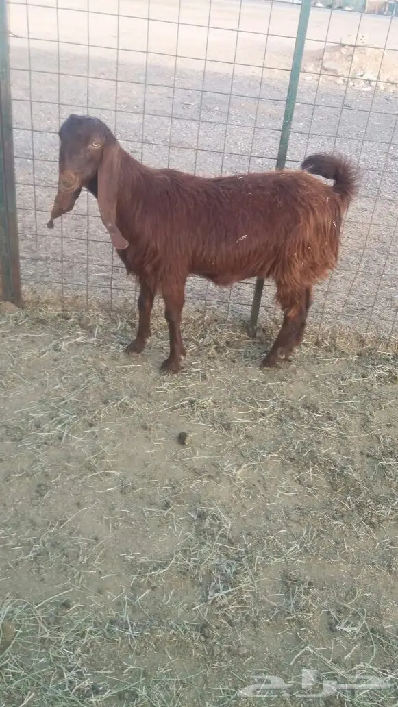 مشروكات دفيع للبيع (image 12)