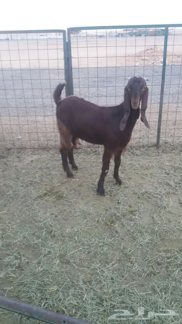 مشروكات دفيع للبيع (image 13)