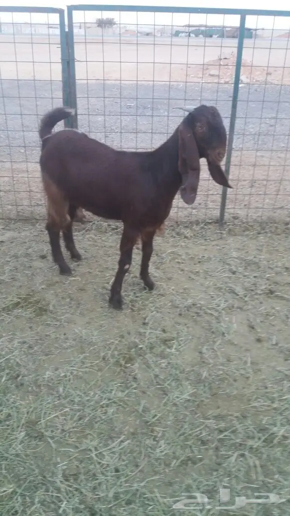 مشروكات دفيع للبيع (image 14)