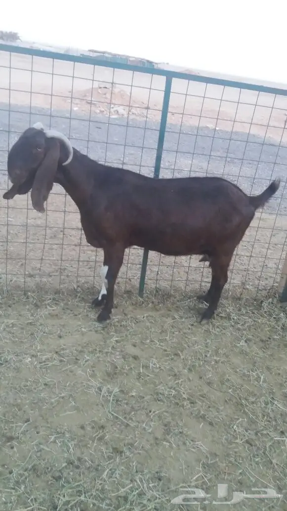 مشروكات دفيع للبيع (image 15)