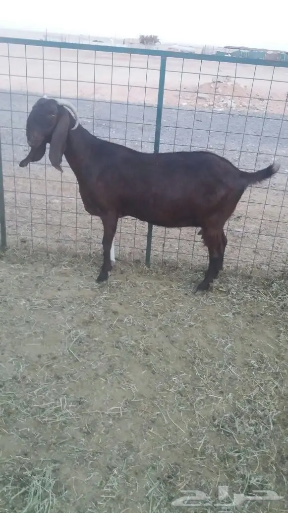 مشروكات دفيع للبيع (image 16)