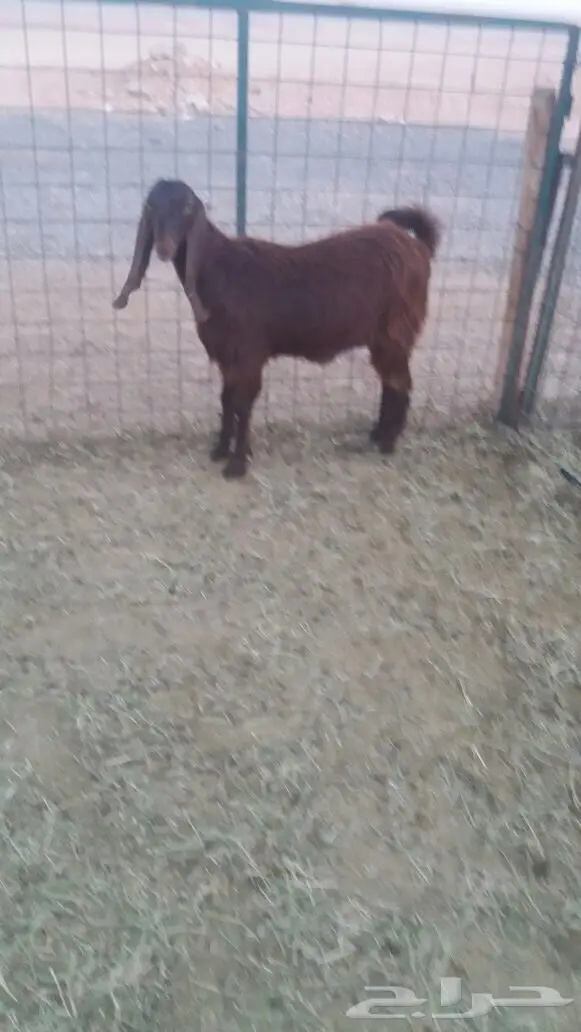 مشروكات دفيع للبيع (image 17)