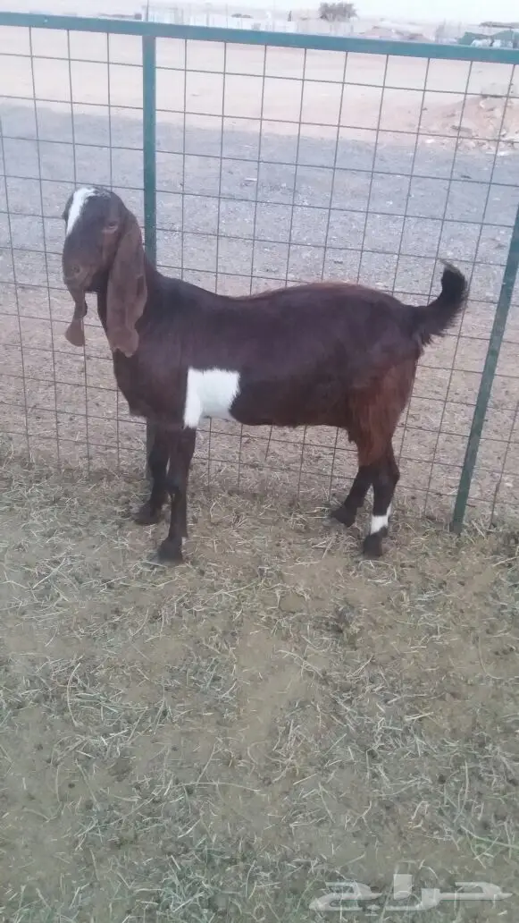 مشروكات دفيع للبيع (image 18)