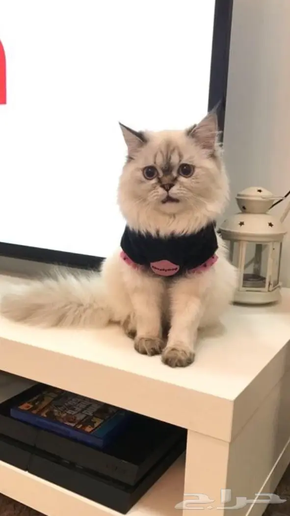 قطه هملايا للبيع  (image 1)