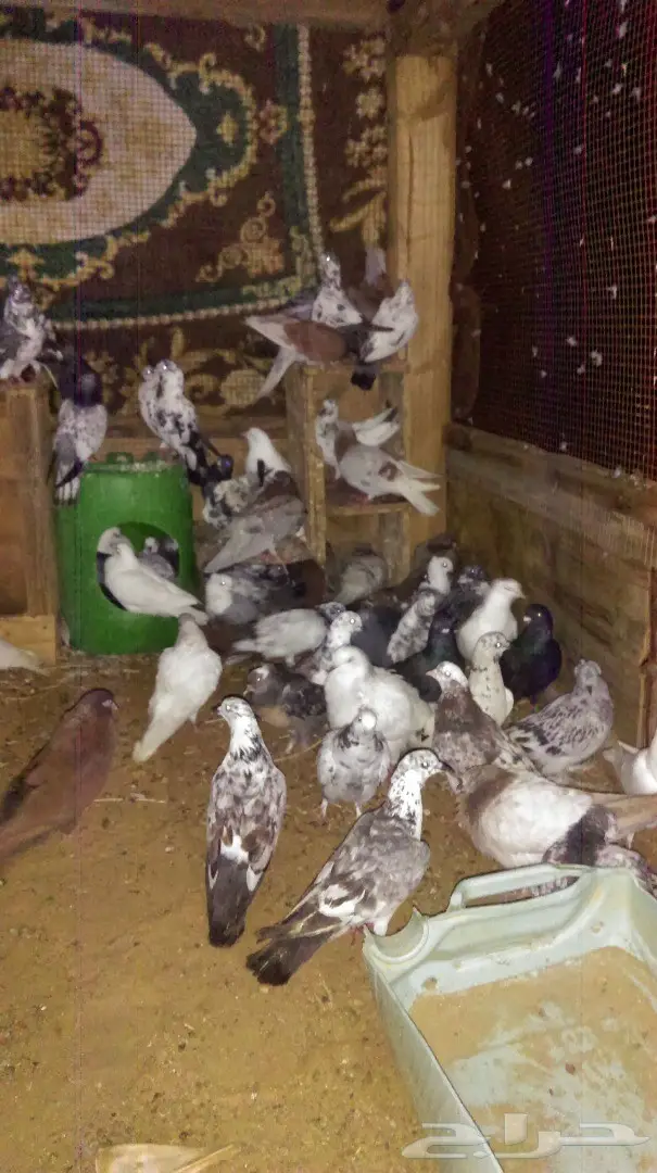 للبيع حمام