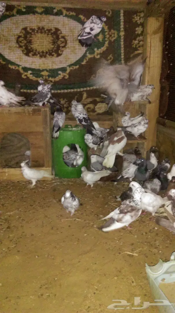 للبيع حمام (image 1)