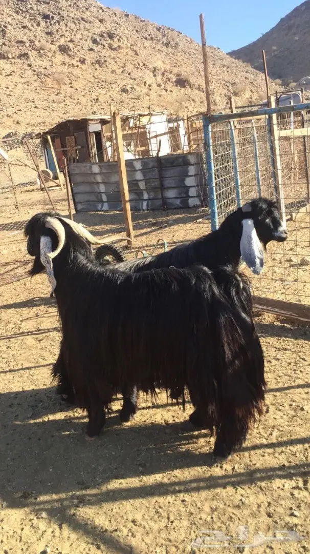 فحول عوارض للبيع 