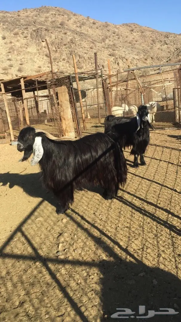 فحول عوارض للبيع  (image 1)