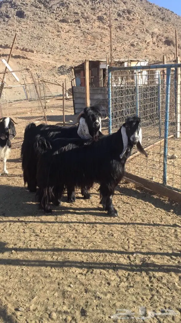 فحول عوارض للبيع  (image 2)