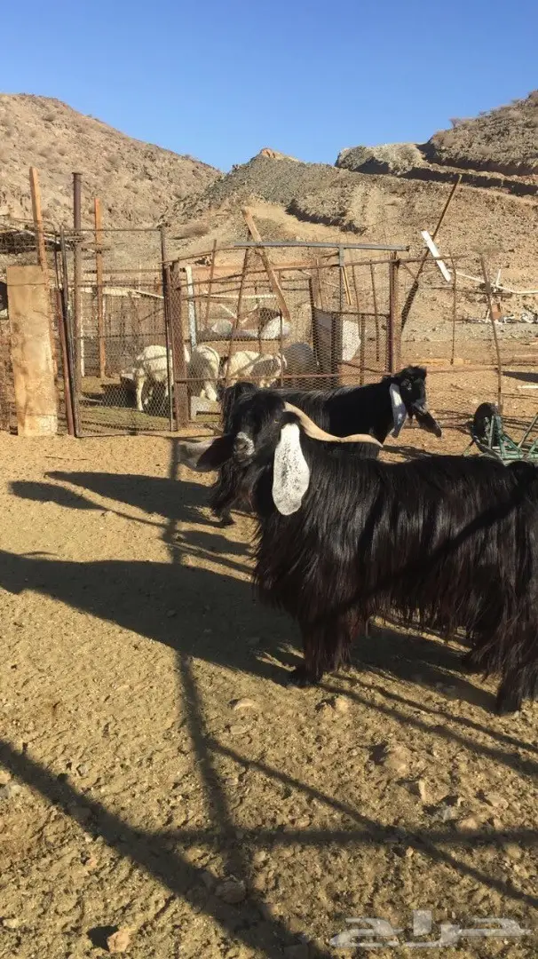 فحول عوارض للبيع  (image 3)