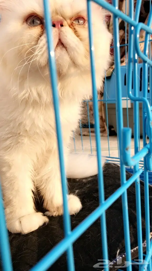 ذكر بيكي فيس للتزاوج 