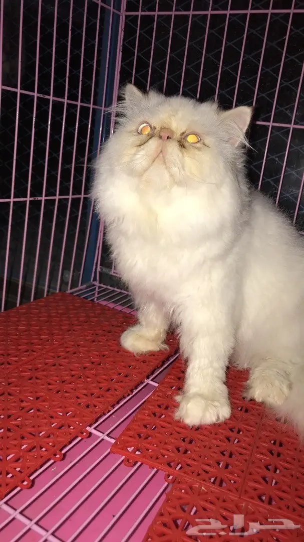 ذكر بيكي فيس للتزاوج  (image 1)