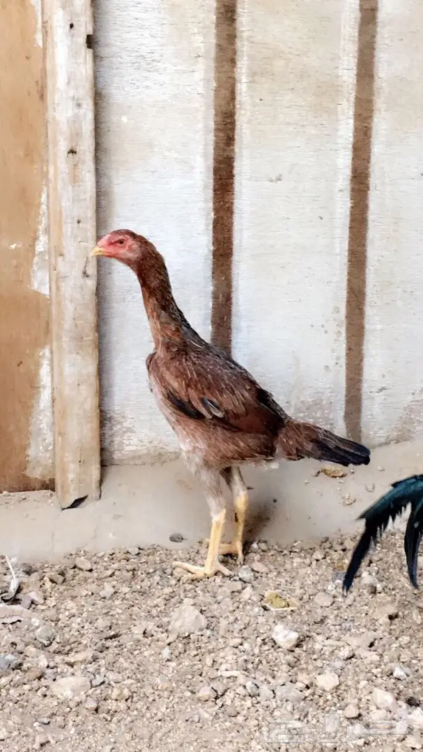 دجاجة شامو ياباني 