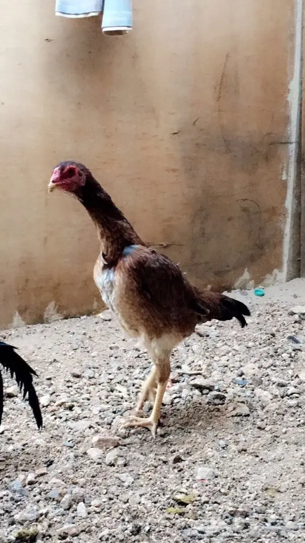 دجاجة شامو ياباني  (image 1)