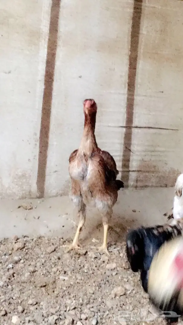 دجاجة شامو ياباني  (image 2)