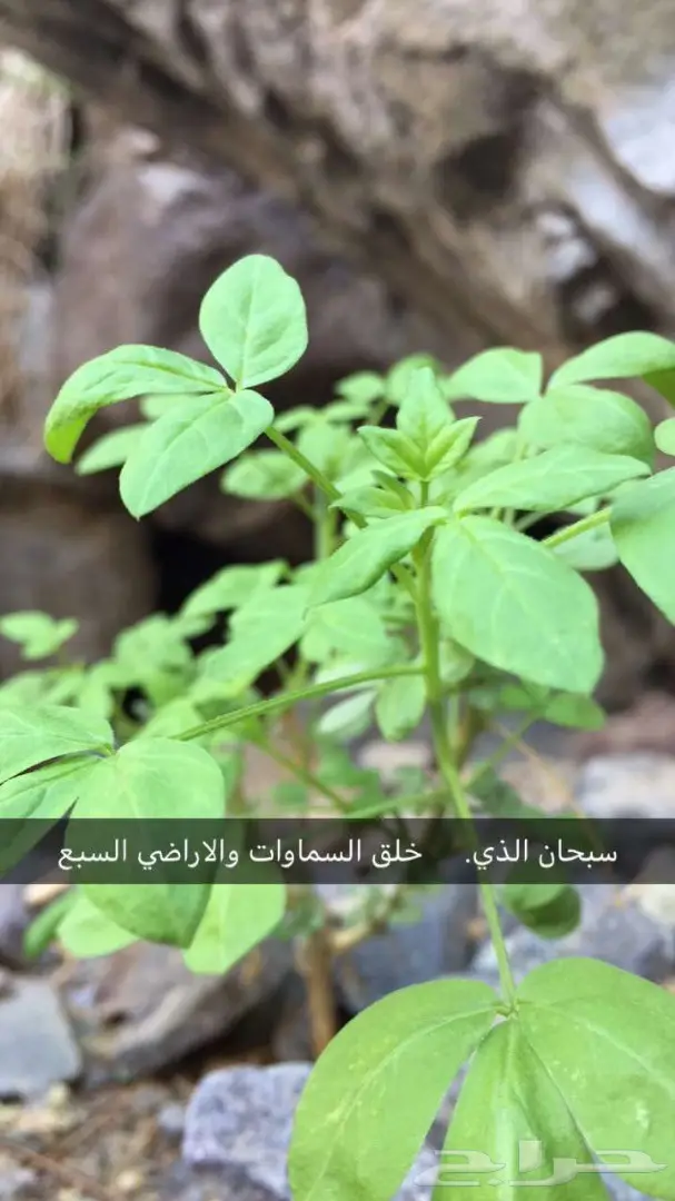 حجز فنادق في مكة