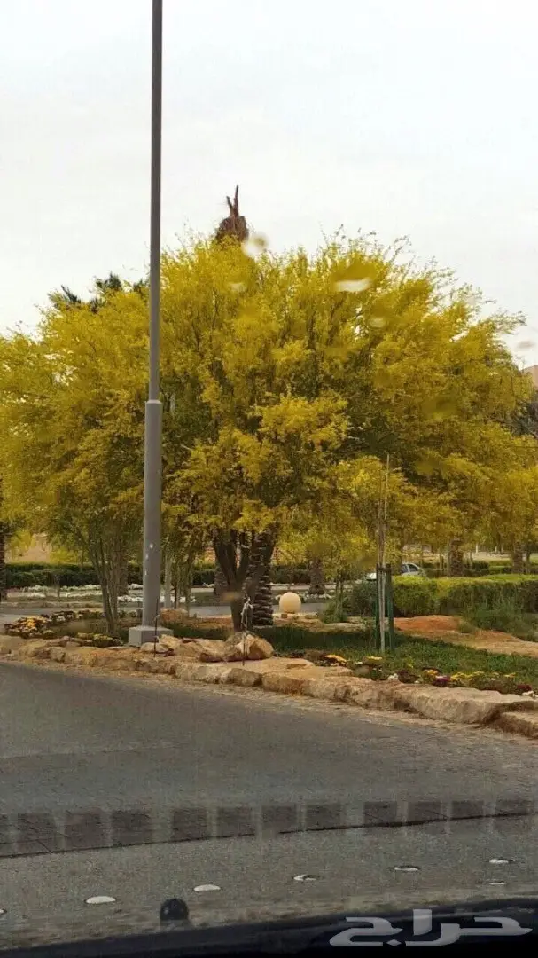 للبيع شتلات اشجار بريه - الرياض  (image 3)