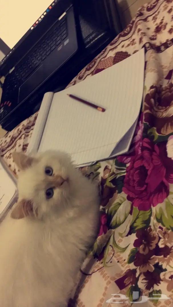 قطه للبيع  (image 1)