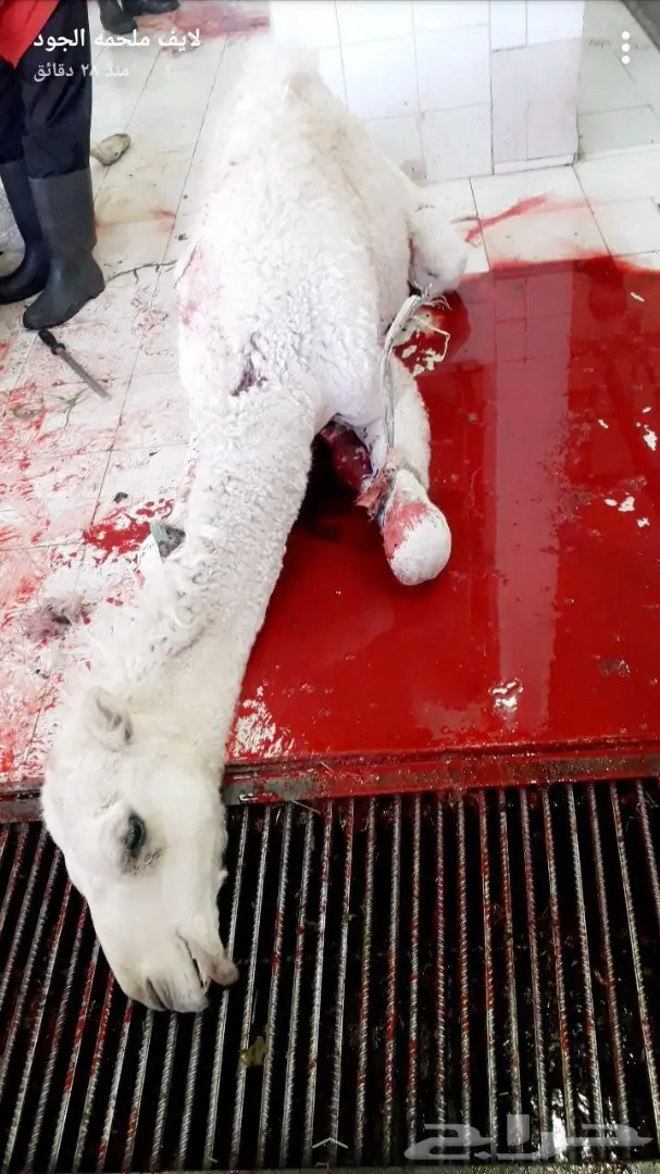 نحر قبل قليل حاشي بري لباني 