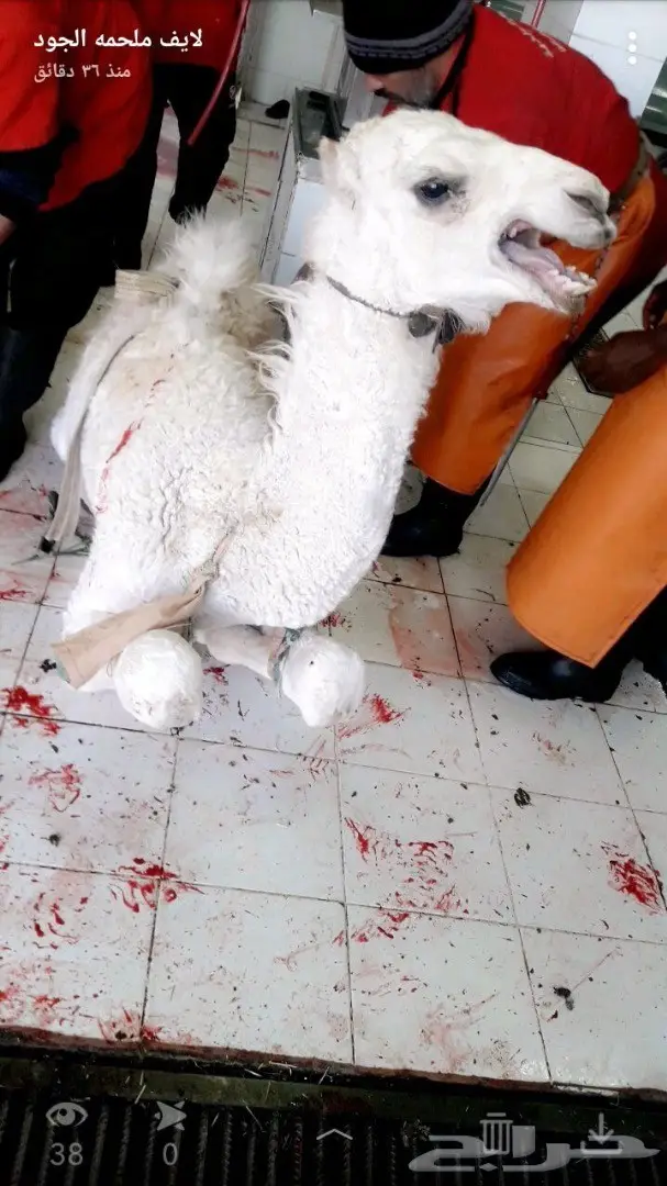 نحر قبل قليل حاشي بري لباني  (image 1)