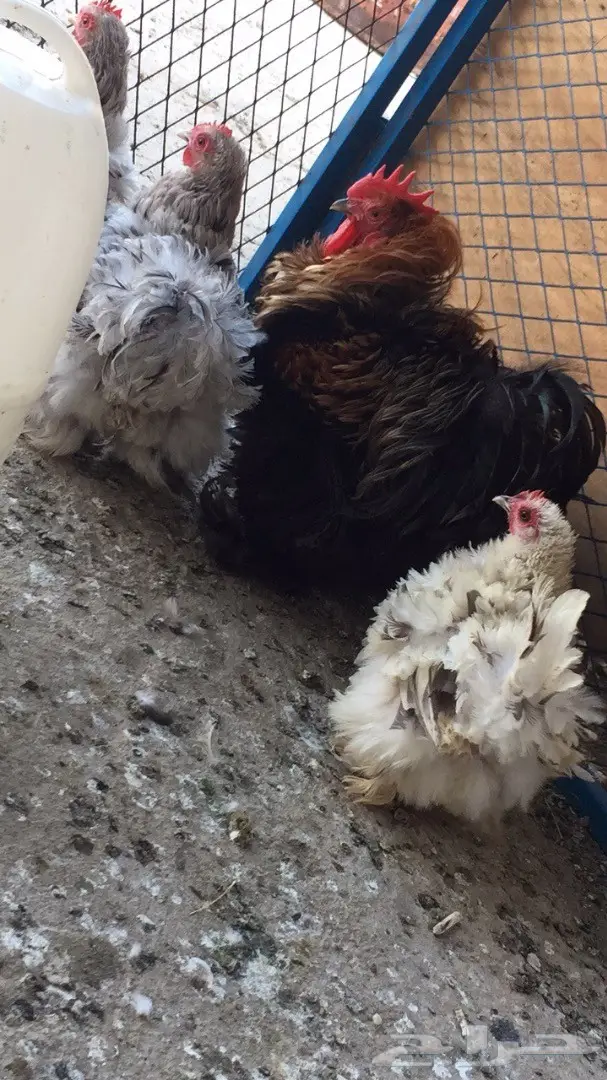 ((طقم دجاج ((كوشن مفتل)) (image 1)