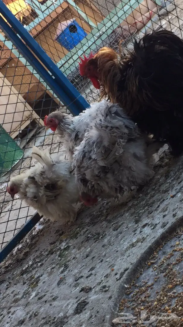 ((طقم دجاج ((كوشن مفتل)) (image 3)