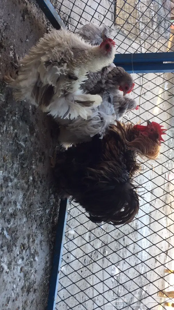 ((طقم دجاج ((كوشن مفتل)) (image 6)