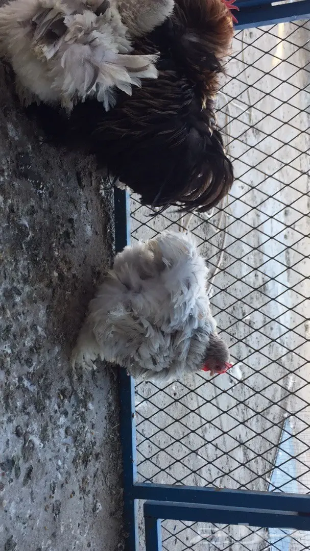 ((طقم دجاج ((كوشن مفتل)) (image 7)