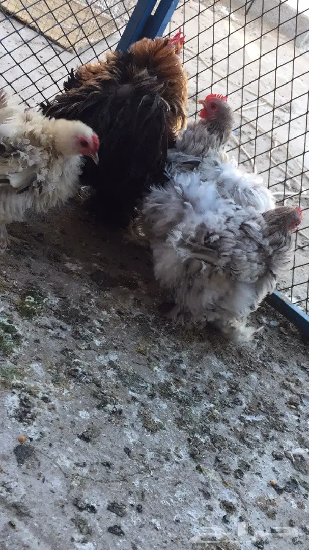 ((طقم دجاج ((كوشن مفتل)) (image 8)