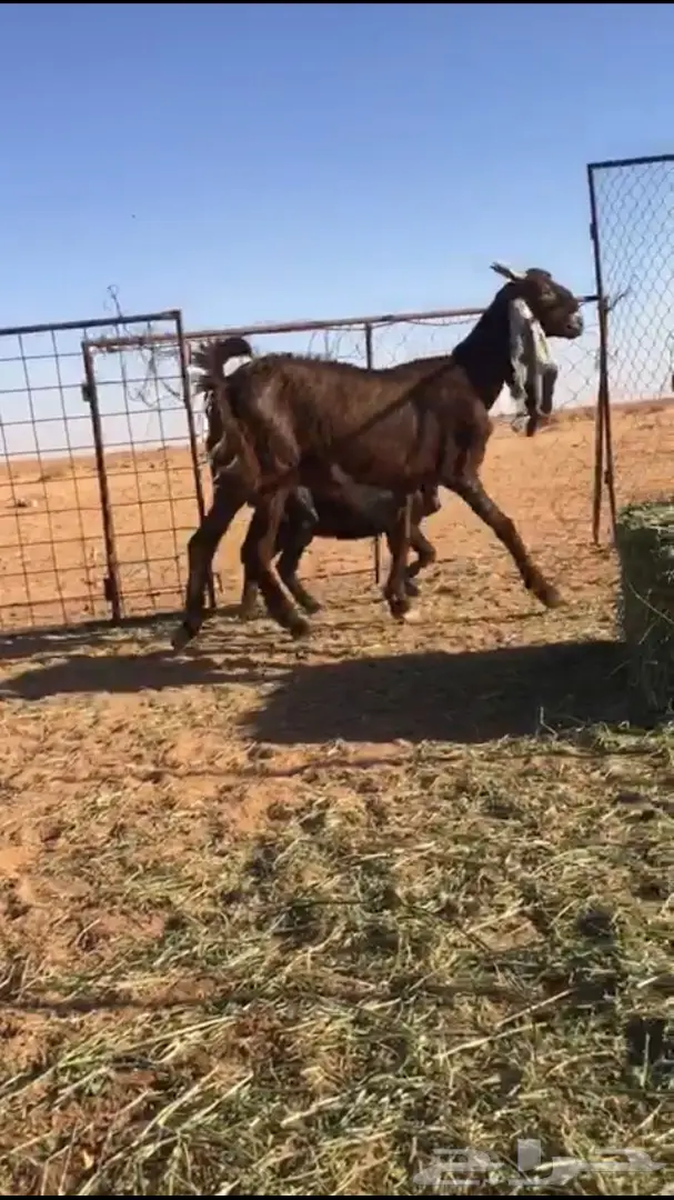 عنزة حمراء رائعة مع تيسين فحول! (image 1)