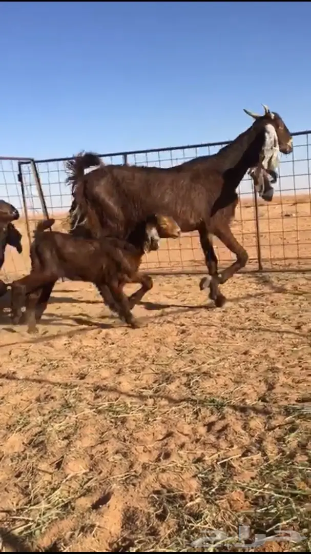 عنزة حمراء رائعة مع تيسين فحول! (image 2)