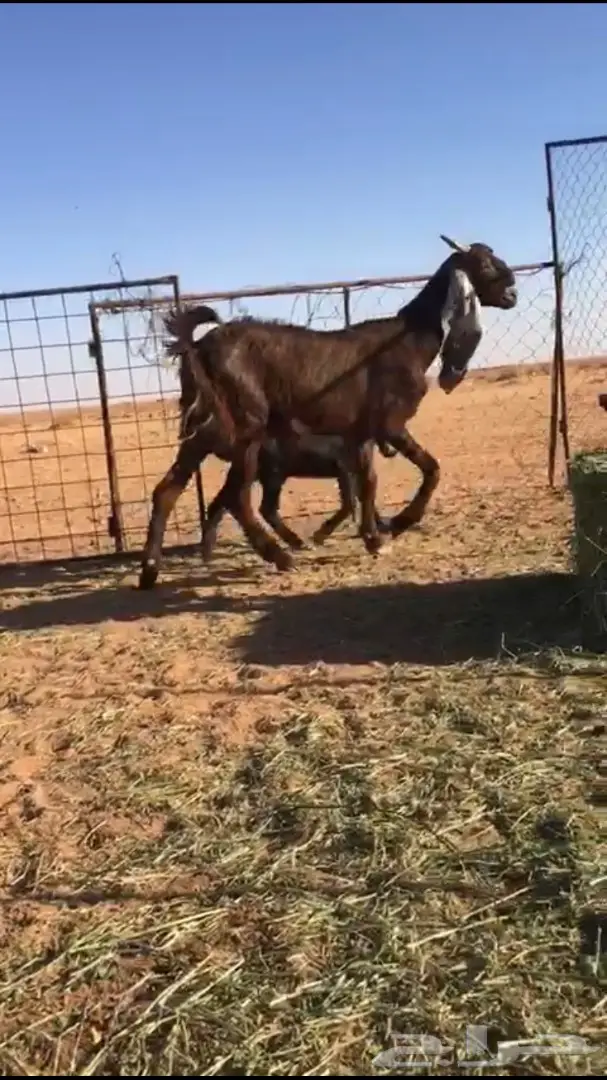 عنزة حمراء رائعة مع تيسين فحول! (image 3)