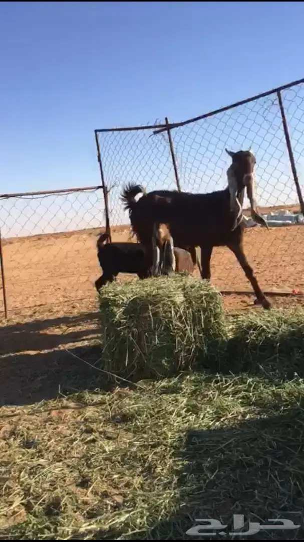 عنزة حمراء رائعة مع تيسين فحول! (image 4)